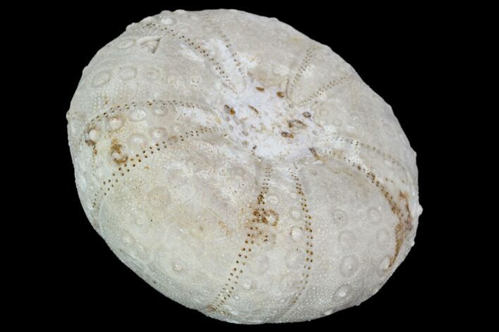 Fossil Sea Urchin (Heterodiadema) - Morocco #104488